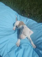 Sire, a male American Pit Bull Terrier for sale in Fayetteville, GA – 2 of 7
