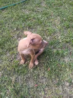 Blu, a male American Pit Bull Terrier for sale in Jacksonville, FL – 2 of 4