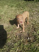 Tasha, a female American Pit Bull Terrier for sale in Jacksonville, FL – 3 of 4