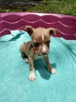 Trina, a female American Pit Bull Terrier for sale in Fayetteville, GA – 4 of 5