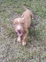 Trina, a female American Pit Bull Terrier for sale in Jacksonville, FL – 3 of 4