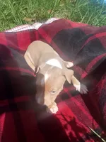 Tarzan , a male American Pit Bull Terrier for sale in Fayetteville, GA – 5 of 5