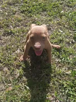Sasha , a female American Pit Bull Terrier for sale in Jacksonville, FL – 3 of 4