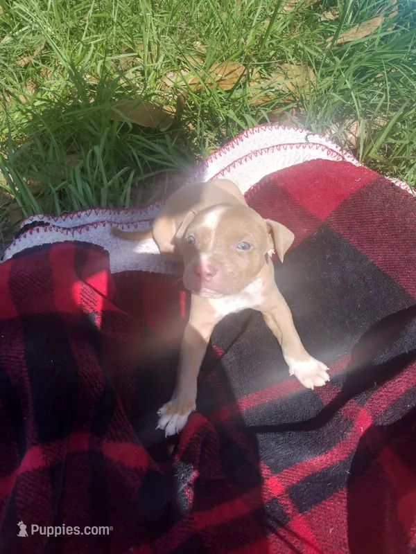 Blu – American Pit Bull Terrier puppy for sale in Fayetteville, GA