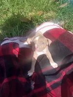 Tarzan , a male American Pit Bull Terrier for sale in Fayetteville, GA – 2 of 5