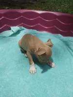 Trina, a female American Pit Bull Terrier for sale in Fayetteville, GA – 5 of 5