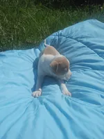 Charlie , a male American Pit Bull Terrier for sale in Fayetteville, GA – 5 of 5