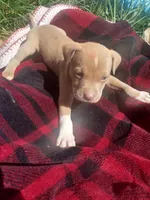 Tasha, a male American Pit Bull Terrier for sale in Fayetteville, GA – 5 of 5