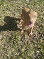 Tasha, a female American Pit Bull Terrier for sale in Jacksonville, FL – 4 of 4