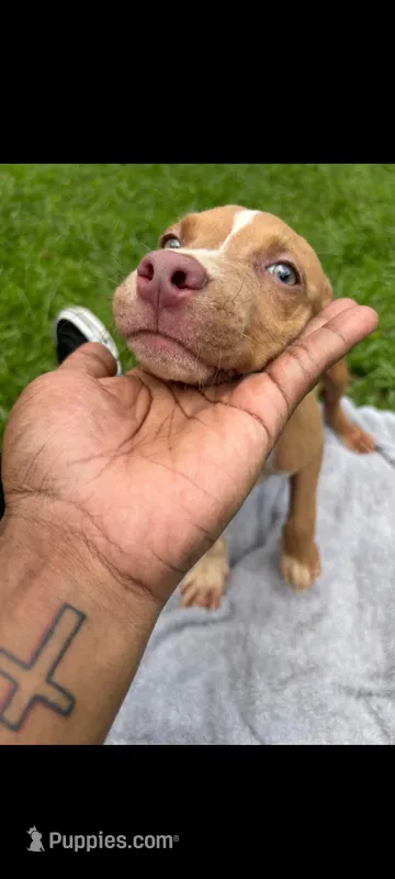 Trina – American Pit Bull Terrier puppy for sale in Jacksonville, FL