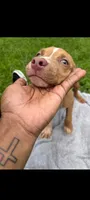 Trina, a female American Pit Bull Terrier for sale in Jacksonville, FL – 1 of 4