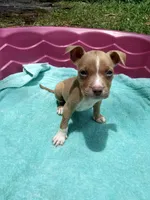 Trina, a female American Pit Bull Terrier for sale in Fayetteville, GA – 3 of 5
