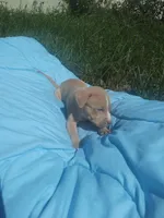 Tru, a male American Pit Bull Terrier for sale in Fayetteville, GA – 5 of 5