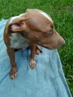 Boss, a male American Pit Bull Terrier for sale in Jacksonville, FL – 2 of 4