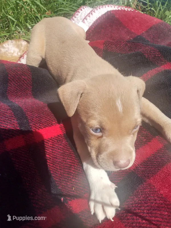 Tasha – American Pit Bull Terrier puppy for sale in Fayetteville, GA