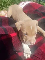 Tasha, a male American Pit Bull Terrier for sale in Fayetteville, GA – 1 of 5