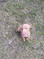 Blu, a male American Pit Bull Terrier for sale in Jacksonville, FL – 4 of 4