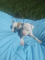 Sire, a male American Pit Bull Terrier for sale in Fayetteville, GA – 3 of 7