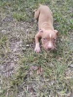Trina, a female American Pit Bull Terrier for sale in Jacksonville, FL – 1 of 4