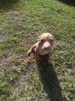Boss, a male American Pit Bull Terrier for sale in Jacksonville, FL – 3 of 4