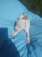Sire, a male American Pit Bull Terrier for sale in Fayetteville, GA – 5 of 7