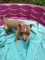 Sasha , a female American Pit Bull Terrier for sale in Fayetteville, GA – 3 of 4