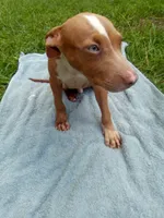 Boss, a male American Pit Bull Terrier for sale in Jacksonville, FL – 3 of 4