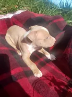 Tarzan , a male American Pit Bull Terrier for sale in Fayetteville, GA – 4 of 5