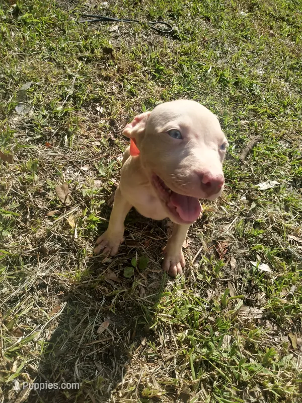 Maxx – American Pit Bull Terrier puppy for sale in Jacksonville, FL