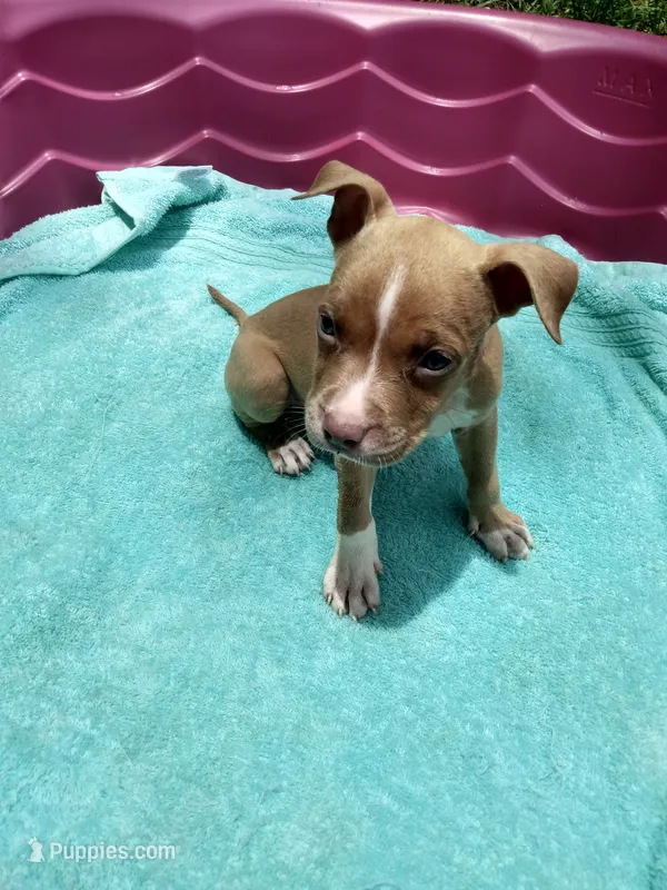 Trina – American Pit Bull Terrier puppy for sale in Fayetteville, GA