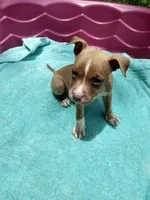 Trina, a female American Pit Bull Terrier for sale in Fayetteville, GA – 1 of 5