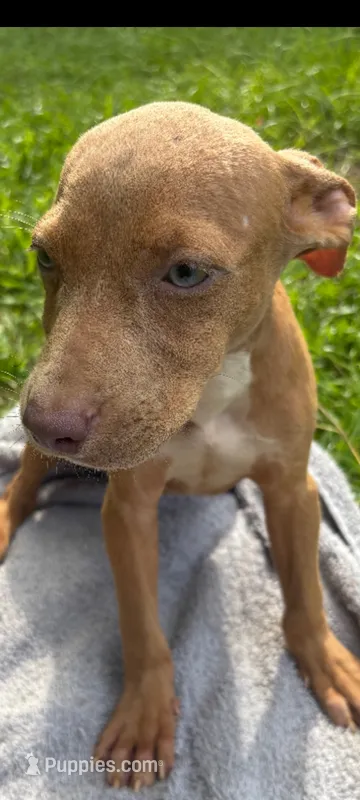 Tasha – American Pit Bull Terrier puppy for sale in Jacksonville, FL