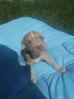Boss, a male American Pit Bull Terrier for sale in Fayetteville, GA – 3 of 5