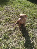 Boss, a male American Pit Bull Terrier for sale in Jacksonville, FL – 4 of 4