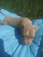 Boss, a male American Pit Bull Terrier for sale in Fayetteville, GA – 5 of 5