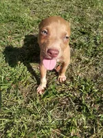 Buddy , a male American Pit Bull Terrier for sale in Jacksonville, FL – 3 of 4