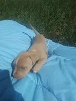 Boss, a male American Pit Bull Terrier for sale in Fayetteville, GA – 1 of 5