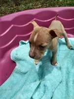 Sasha , a female American Pit Bull Terrier for sale in Fayetteville, GA – 2 of 4