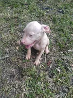 Maxx, a male American Pit Bull Terrier for sale in Jacksonville, FL – 3 of 4