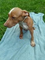 Boss, a male American Pit Bull Terrier for sale in Jacksonville, FL – 4 of 4