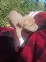 Tasha, a male American Pit Bull Terrier for sale in Fayetteville, GA – 3 of 5