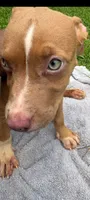Trina, a female American Pit Bull Terrier for sale in Jacksonville, FL – 3 of 4