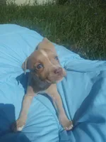 Boss, a male American Pit Bull Terrier for sale in Fayetteville, GA – 4 of 5