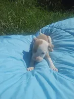 Charlie , a male American Pit Bull Terrier for sale in Fayetteville, GA – 3 of 5