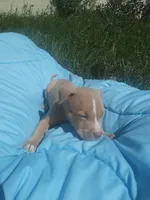 Tru, a male American Pit Bull Terrier for sale in Fayetteville, GA – 3 of 5