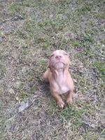 Blu, a male American Pit Bull Terrier for sale in Jacksonville, FL – 3 of 4
