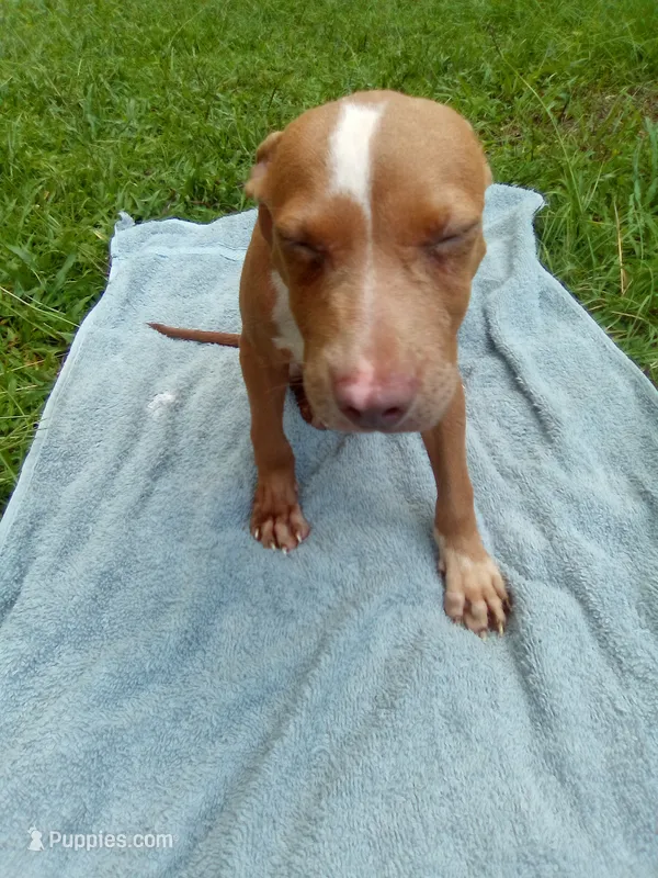 Boss – American Pit Bull Terrier puppy for sale in Jacksonville, FL