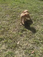 Sasha , a female American Pit Bull Terrier for sale in Jacksonville, FL – 4 of 4