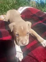 Tasha, a male American Pit Bull Terrier for sale in Fayetteville, GA – 4 of 5