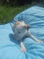 Charlie , a male American Pit Bull Terrier for sale in Fayetteville, GA – 2 of 5